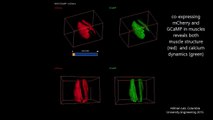 Real-time 3D microscopy of freely moving Drosophila melanogaster larvae