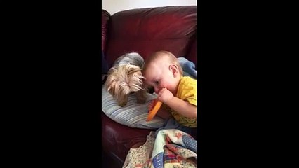 Baby boy and Yorkie Dog fight over frisbee