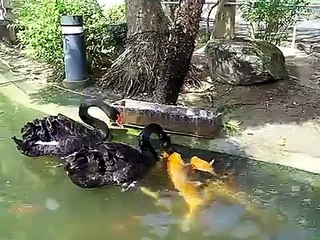 The black goose feeds Golden Fish
