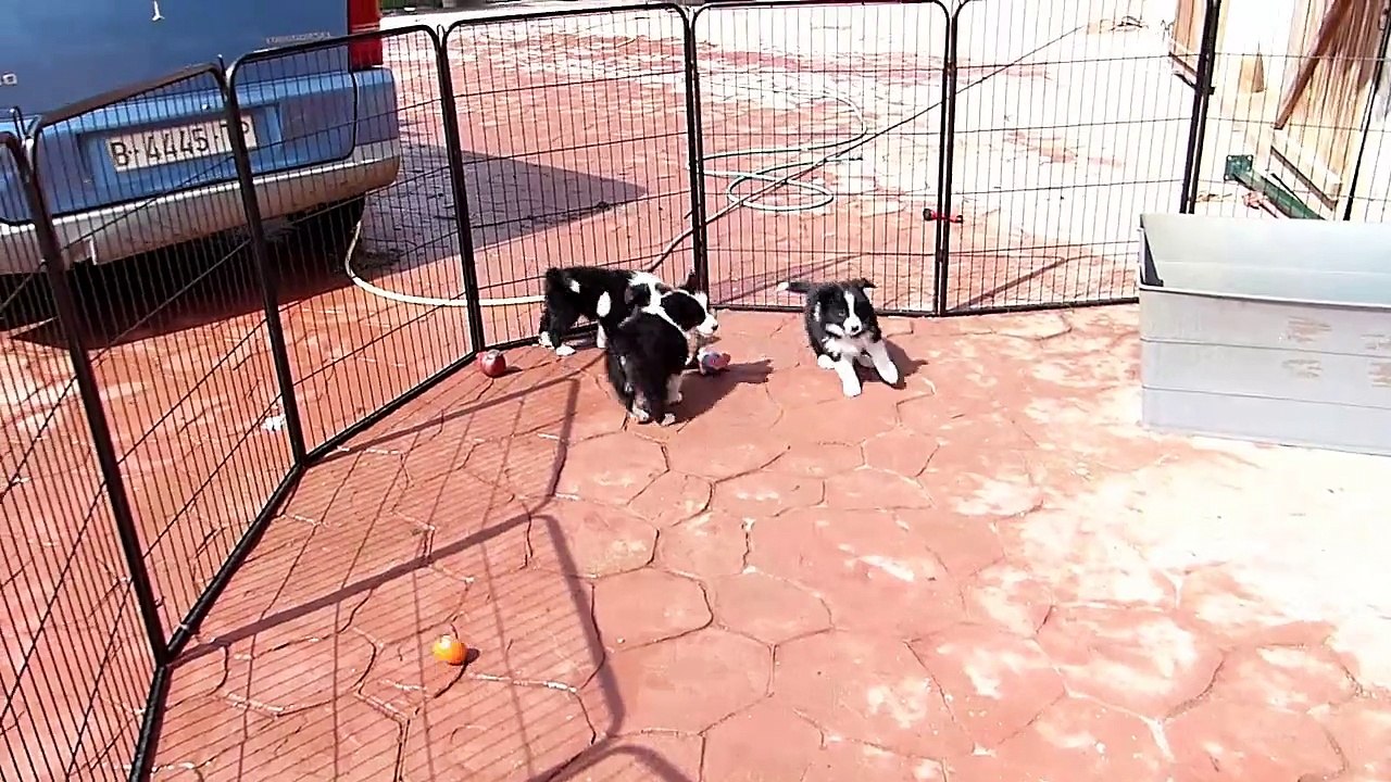 Cachorros Lenka & Indi 11-04-15B