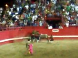 Portuguese Bullfighting