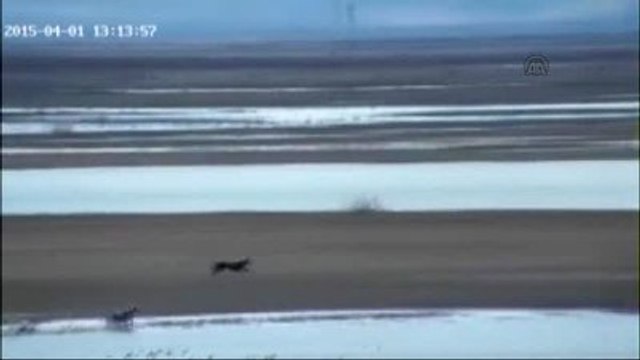 Kurtların Tavşan Avı Kameraya Takıldı