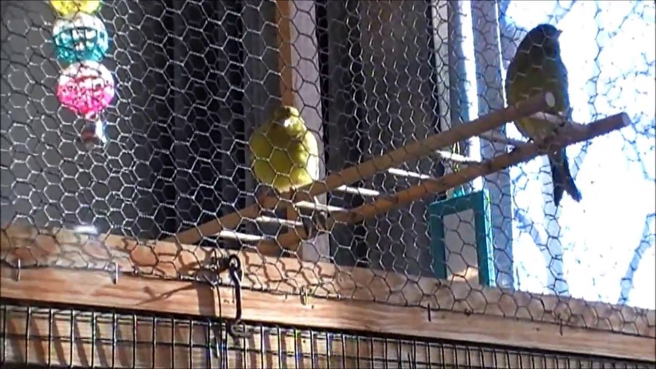 Canary's Winter symphony. Bird song