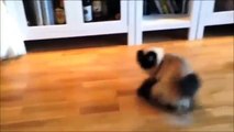 Videos De Risa De Gatos 2014 - Videos Chistosos Gatos - Para Morirse De La Risa
