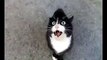 Angry Screaming Cat is Angry