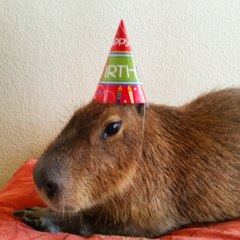 Capybara Gets a Birthday Cake