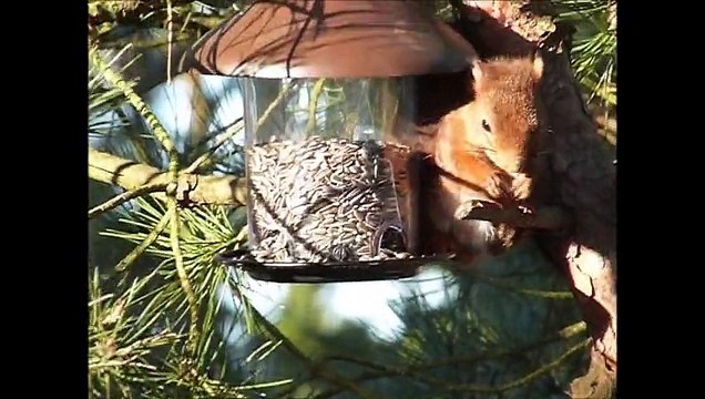 Nos amis les écureuils