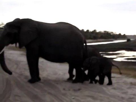 Baby elephant sneezes and scares himself.