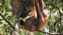 Green - Documentario sull'olio di palma e il disastro per animali e natura