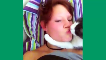 Best Cat Vines - The Best Cat Vine Compilation (25 MINUTES)