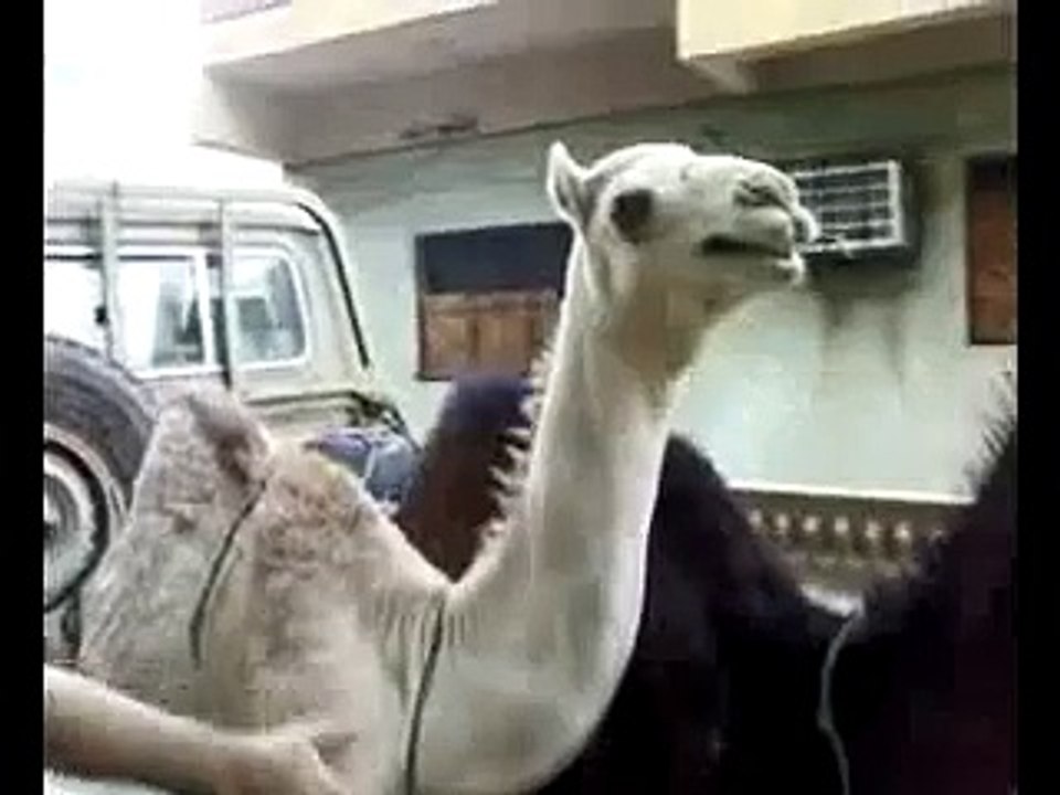 camel Laughing