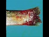 Fish tail aur fin rot bemari elaj by Dr.Ashraf Sahibzada