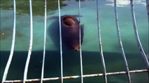 Funny Animal Sleeping: Sea lion sleep underwater　水中で寝てるの？カリフォルニア アシカ