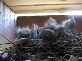 Robins Nest and Baby Bird returned to nest