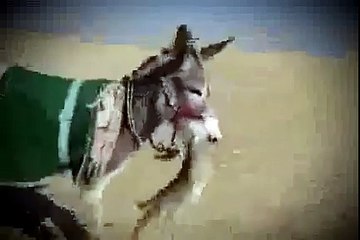 Eşeğe Saldıran Tilki Hayatının Hatasını Yaptı