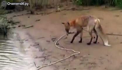 Лисица и огромный сом