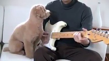 The cutest dog playing guitar with his dad!