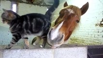 Câlins entre un chat et un cheval