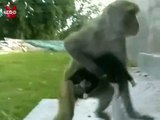 Monkey Raises Kitten