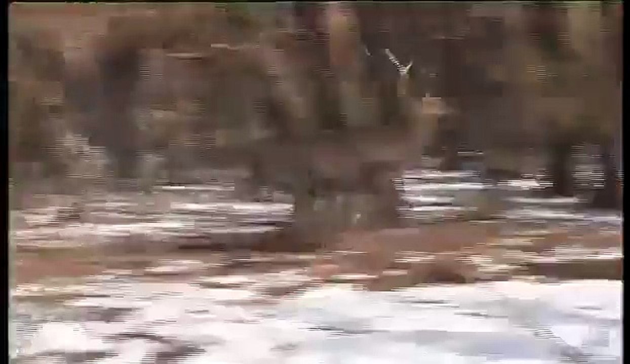 Siberian Tiger Hunts Deer