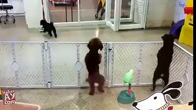 L'Hilarante Danse du Chien FouFou