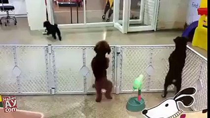 L'Hilarante Danse du Chien FouFou