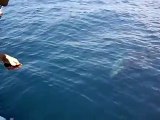 balena nel golfo di pozzuoli