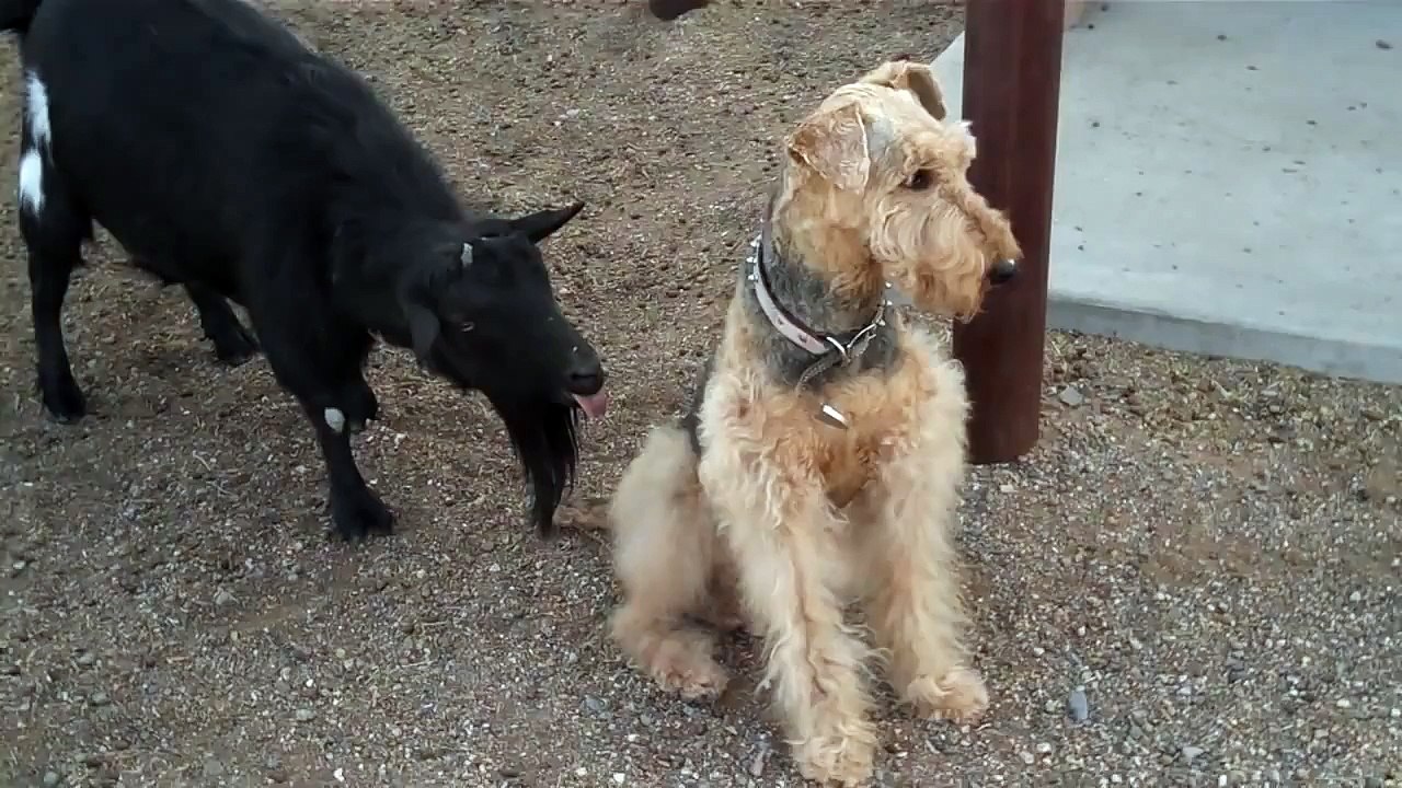 Funny Goat Licks Dog!