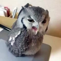 HEY!!! HEEEY!!! Angry Owl (ORIGINAL FULL Vine)