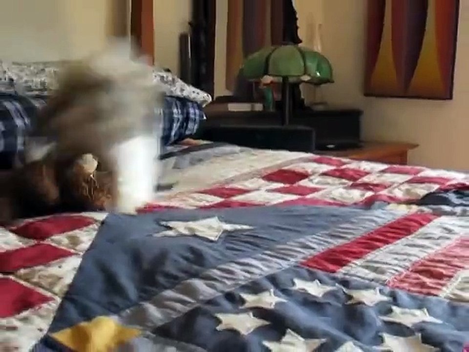 How A Crazy Shih Tzu Releases Pent Up Energy