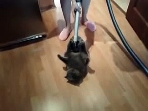 Прикольный Кот и Пылесос ! - Funny Cat and Vacuum Cleaner !