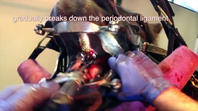Molar Tooth Removal In A Horse - Molar fracture and infection, tooth root abscess