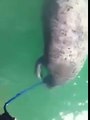 Manatee drinking fresh water from a hose
