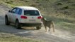 Funny Animal attacks on Humans - Lions Attack a Car -