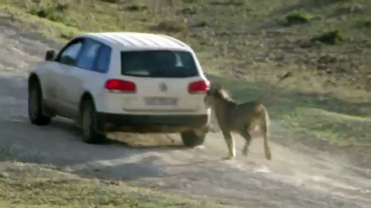 Funny Animal attacks on Humans - Lions Attack a Car -
