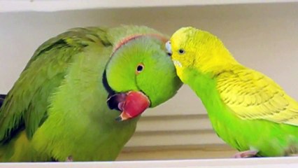 Parakeet and Indian Ringneck in LOVE..