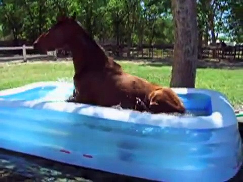 Ce cheval s'eclate dans la piscine gonflable