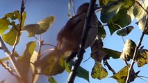 Ptice Hrvatske - Batokljun, mužjak (Coccothraustes coccothraustes) (Hawfinch, male) (6/7)