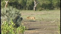 Lion vs Elephant in Kruger National Park. Elephant Win, See how they Run.