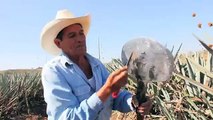 Making tequila, harvesting a blue agave plant in Mexico