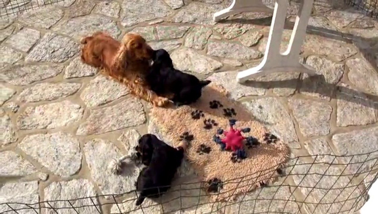 Avec fermeté et douceur, une maman cocker élève ses bébés alors âgés d'un mois 1/2.