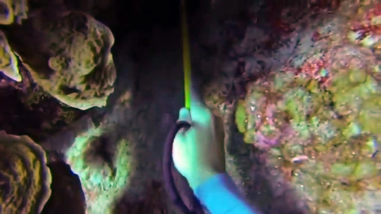 Tiger Shark Attack - Ataque de tiburon tigre