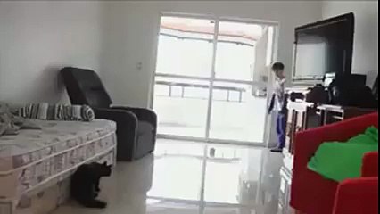 Amazing Catch By a Cat Must Watch