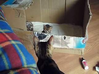 bengal cat talking to her kitten - ORIGINAL