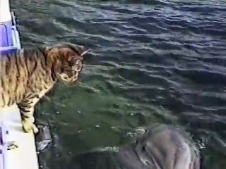 Cat and Dolphins playing together