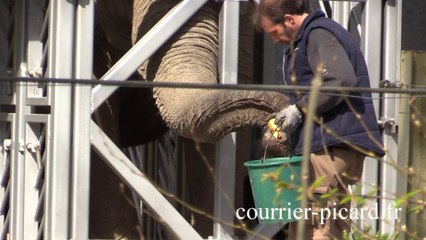 Aux petits soins de l'éléphante du zoo d'Amiens