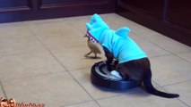 Cat In A Shark Costume Chases A Duck While Riding A Roomba