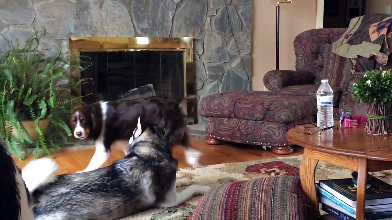 Annoyed Husky Howling