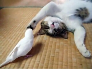 cat playing with a bird, really very cool