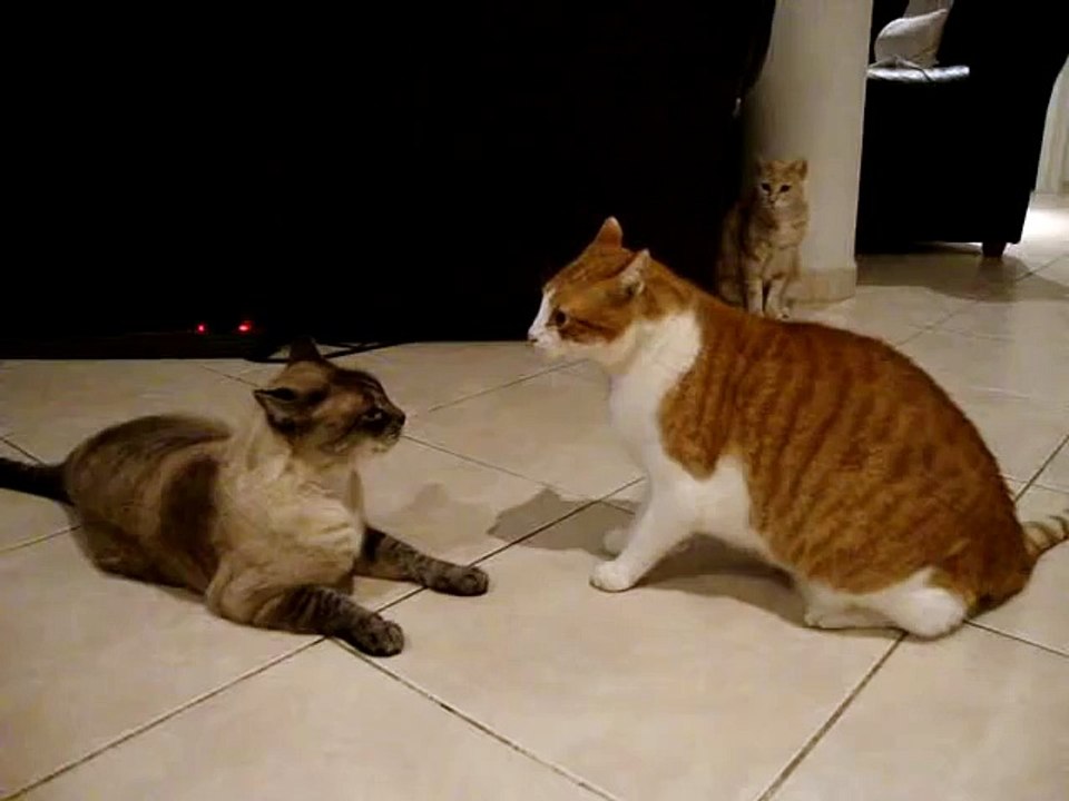 Cats arguing! the best cat video you ll ever see!!